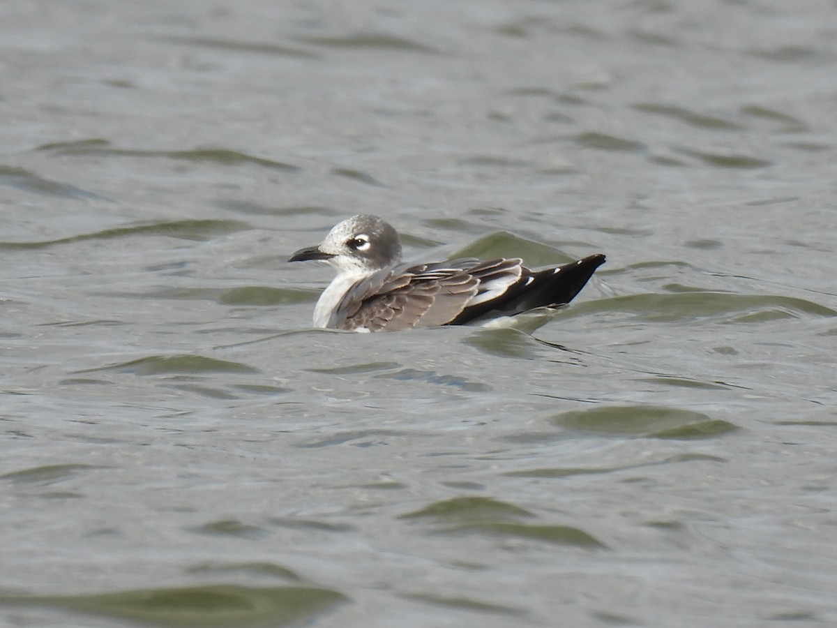 Franklin's Gull - ML609228261
