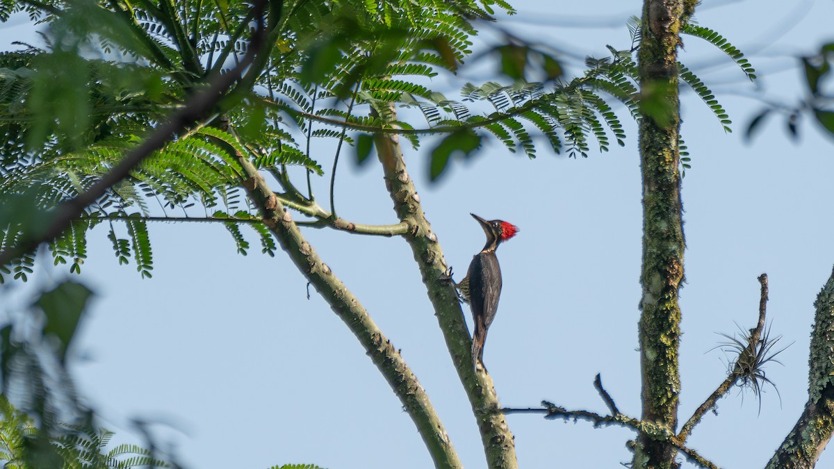 Lineated Woodpecker - Aldrey Cruz