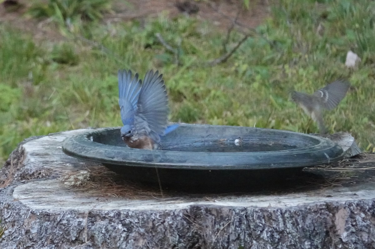 Eastern Bluebird - ML609228302