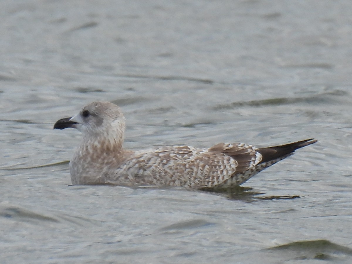 American Herring Gull - ML609228313