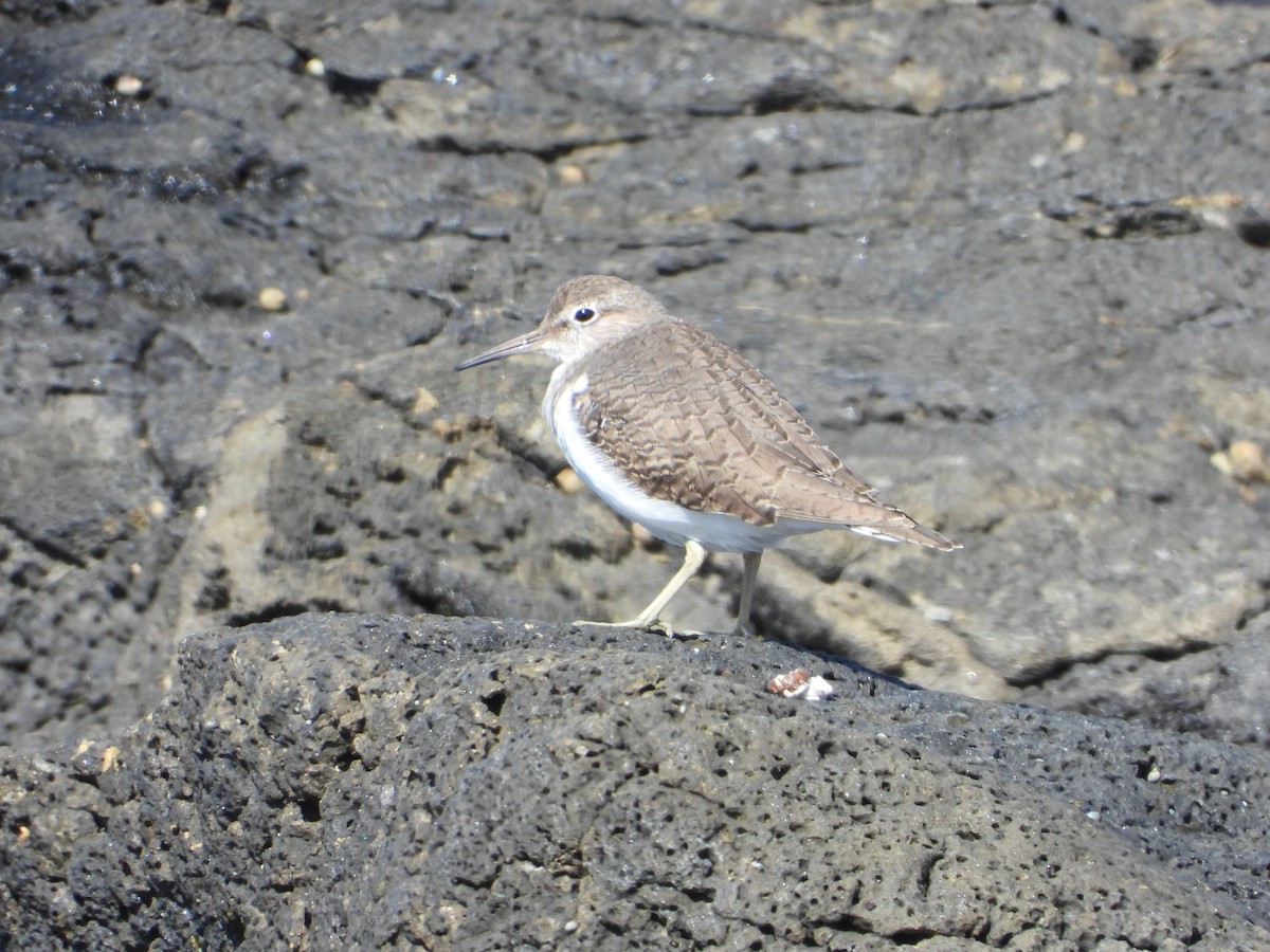 Common Sandpiper - ML609228388