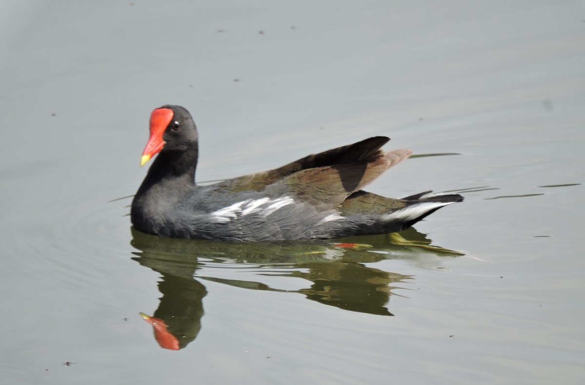 Common Gallinule - ML609228430