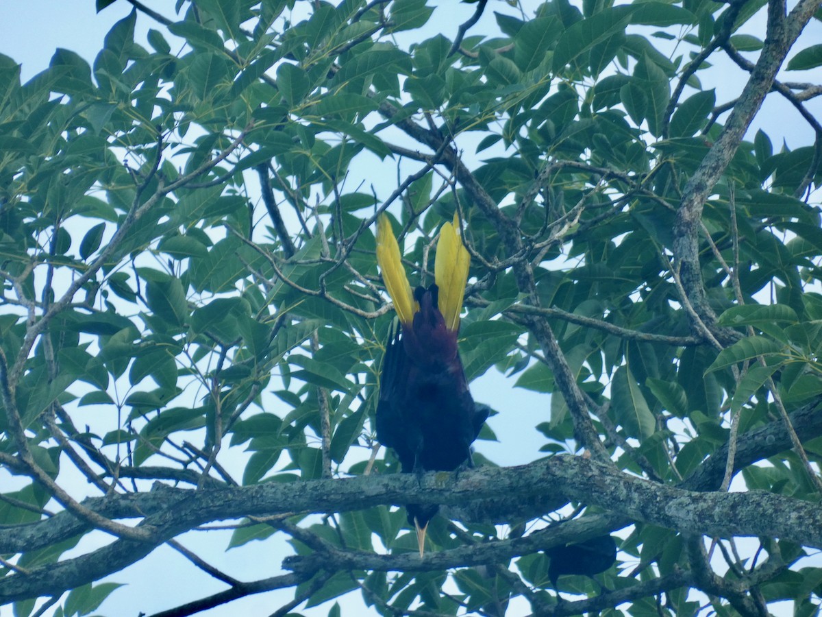 Crested Oropendola - ML609228615