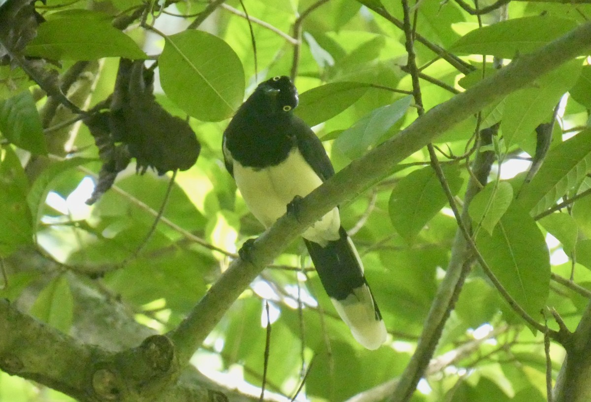 Black-chested Jay - Mary Jane Gagnier