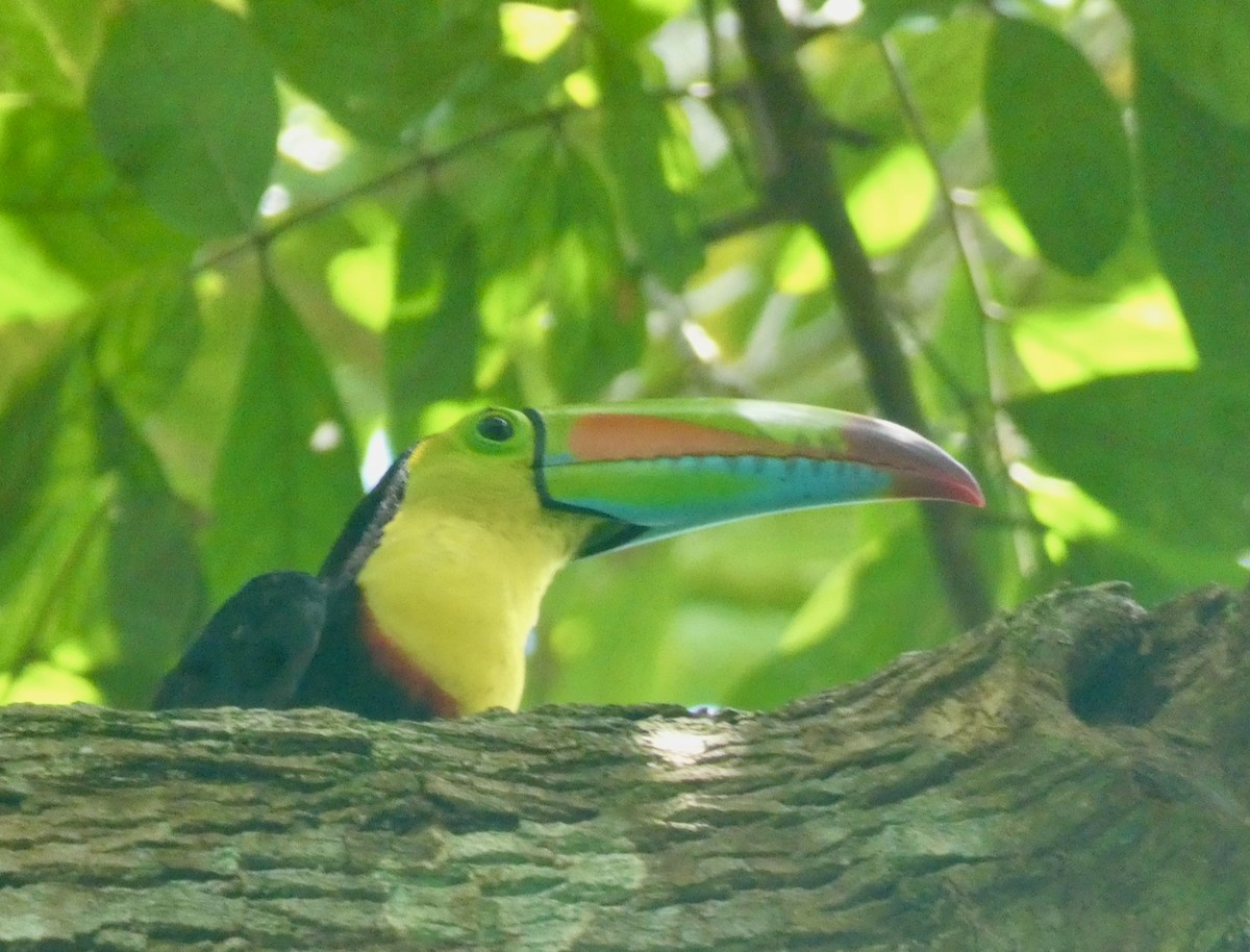 Keel-billed Toucan - Mary Jane Gagnier