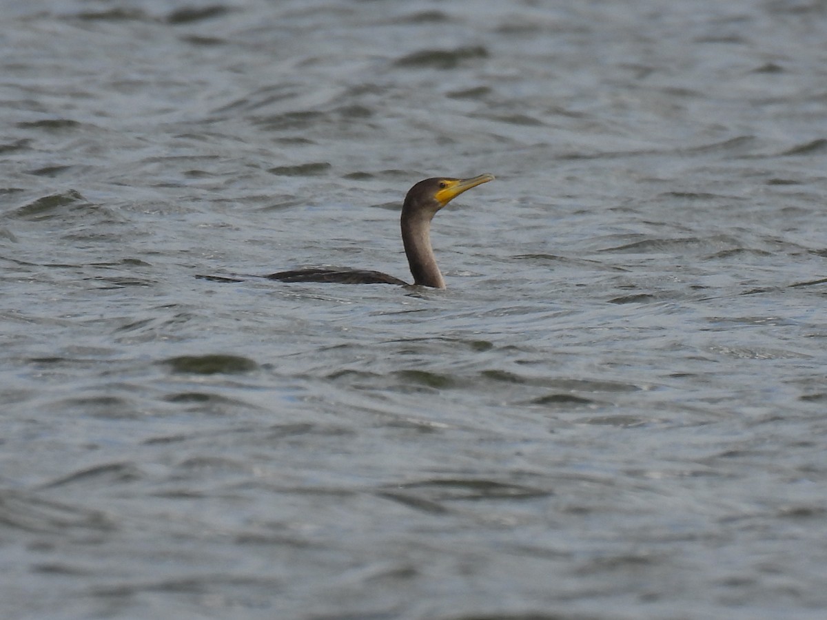 Double-crested Cormorant - ML609228656