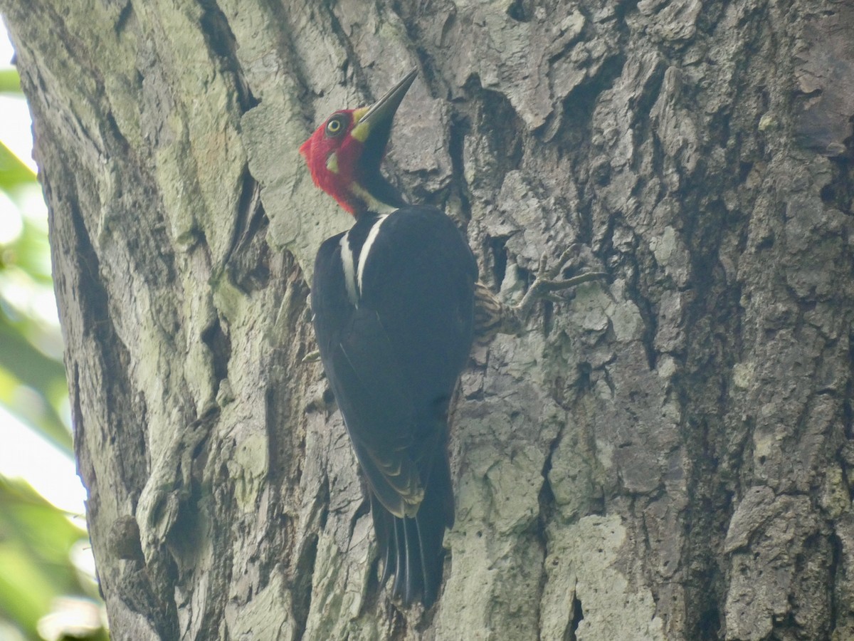Lineated Woodpecker - ML609228666