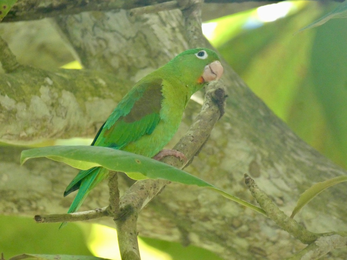 Orange-chinned Parakeet - Mary Jane Gagnier