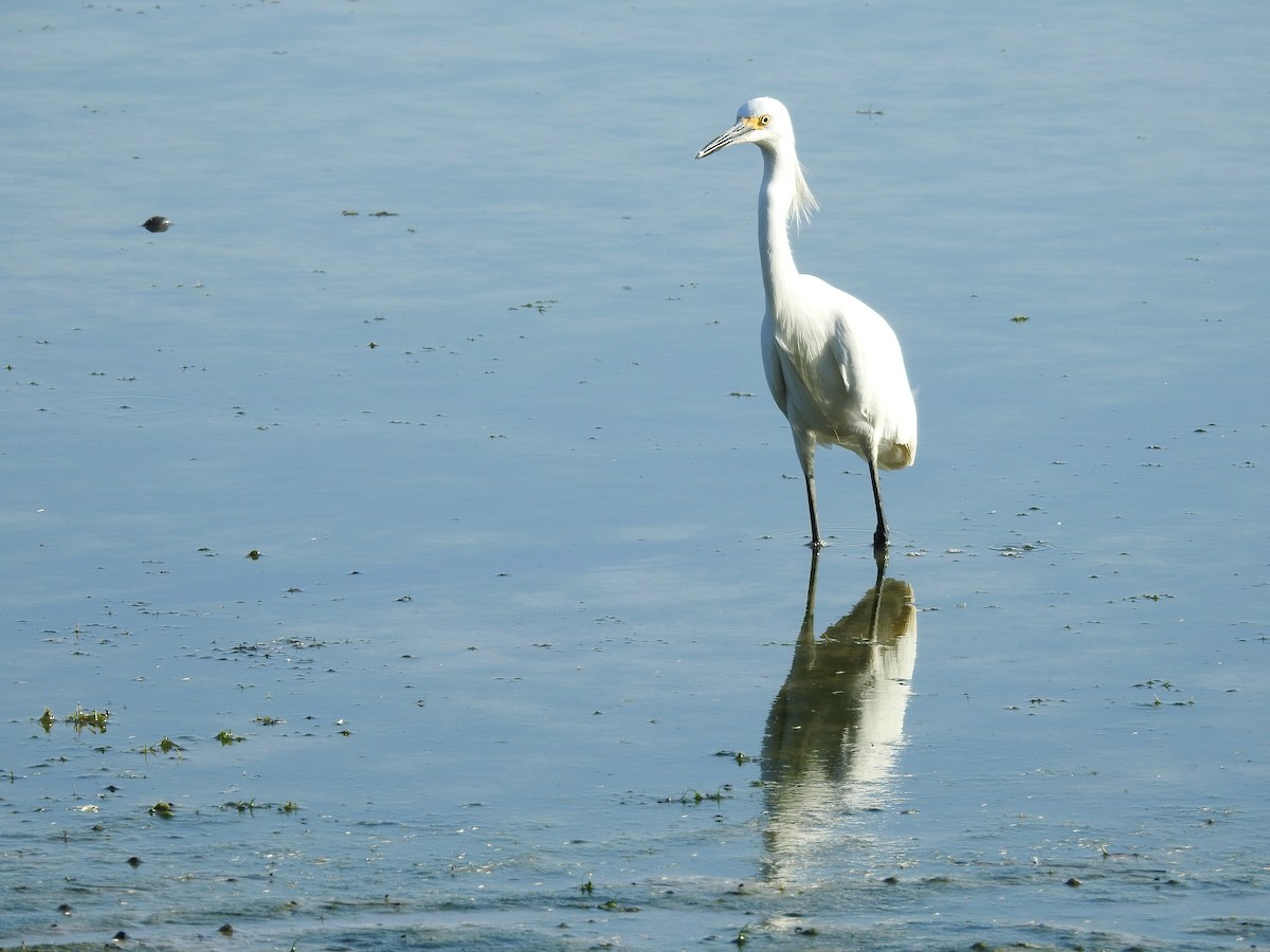 Snowy Egret - ML609228828