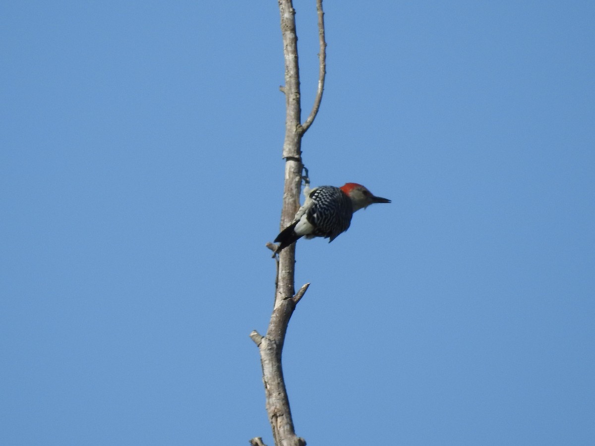 Red-bellied Woodpecker - ML609228925