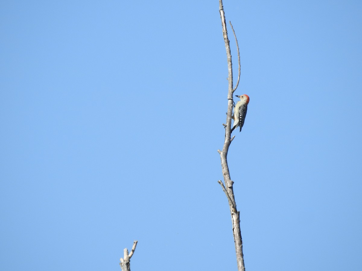 Red-bellied Woodpecker - ML609228927