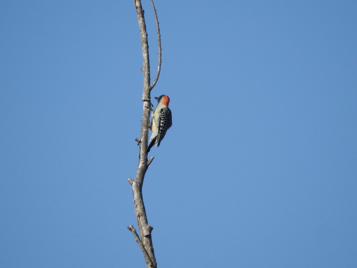 Red-bellied Woodpecker - ML609228928