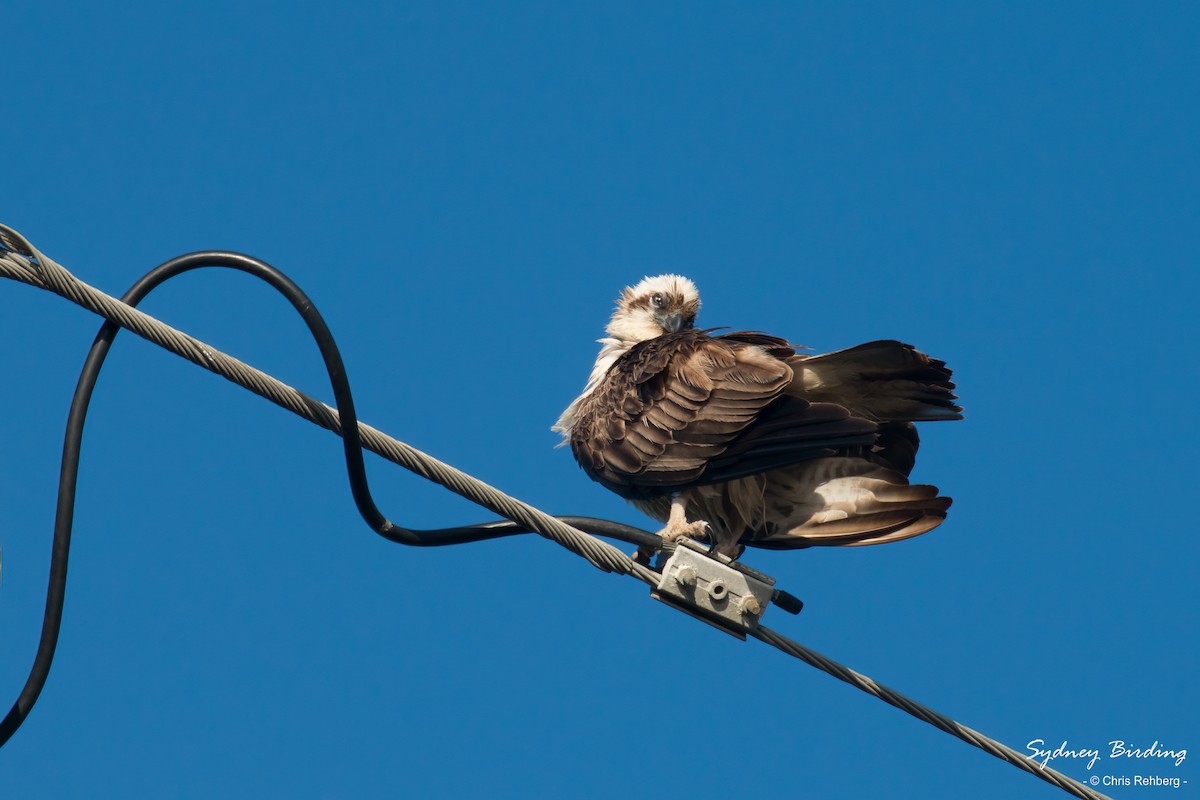 Águila Pescadora - ML609228983