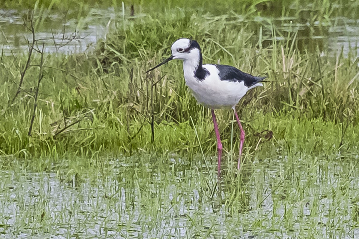 Black-necked Stilt - Amed Hernández