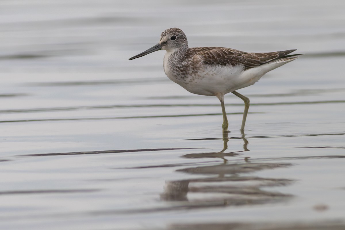 Common Greenshank - Rob Fowler