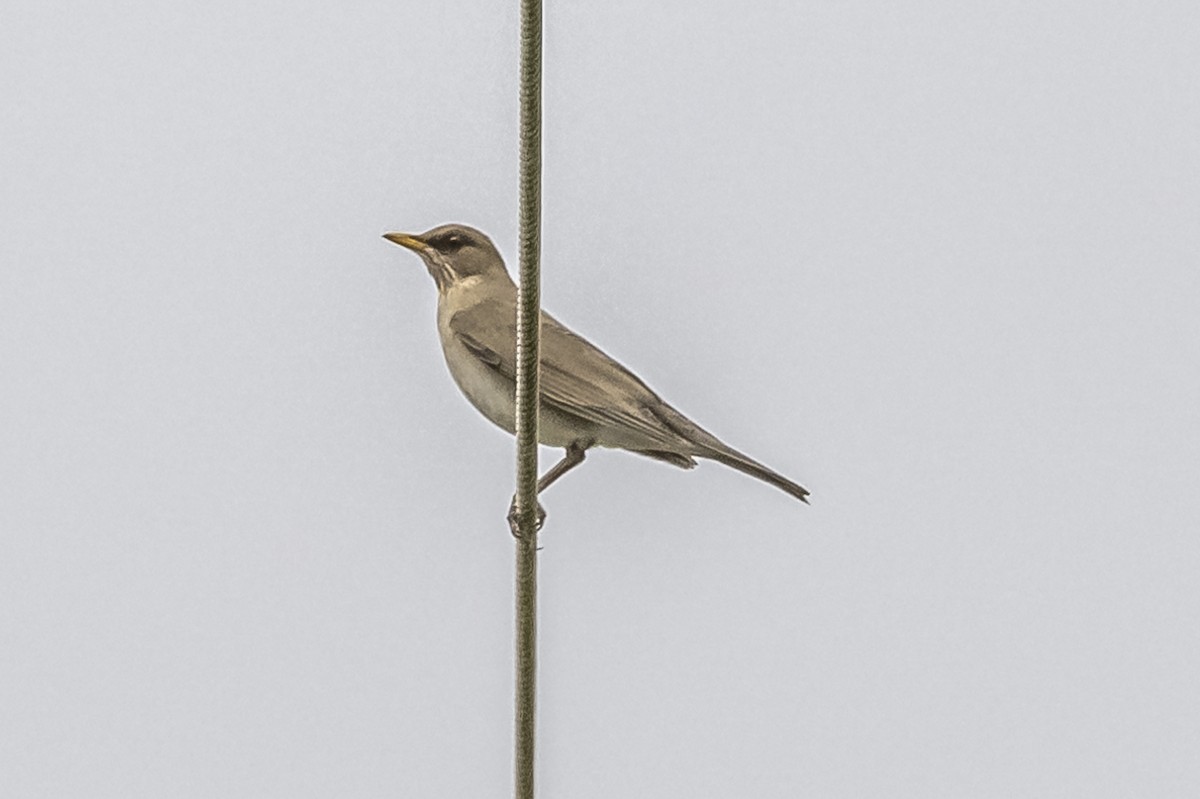 Creamy-bellied Thrush - ML609229025