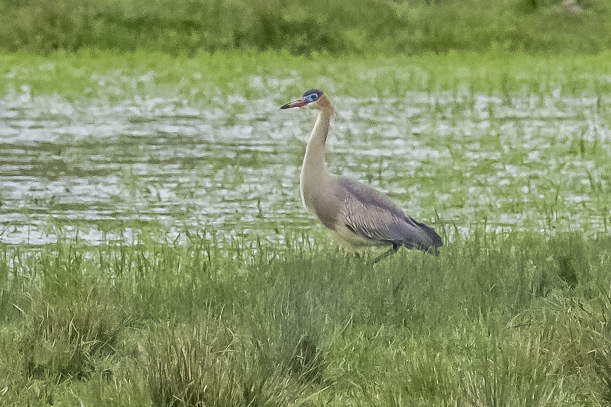 Whistling Heron - ML609229050