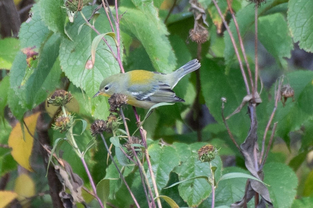 Meisenwaldsänger - ML609229060