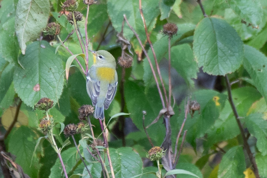 Meisenwaldsänger - ML609229061