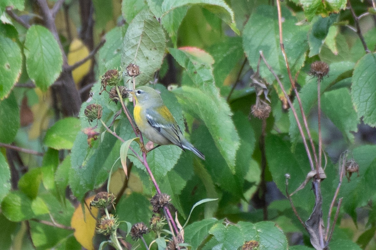 Meisenwaldsänger - ML609229062