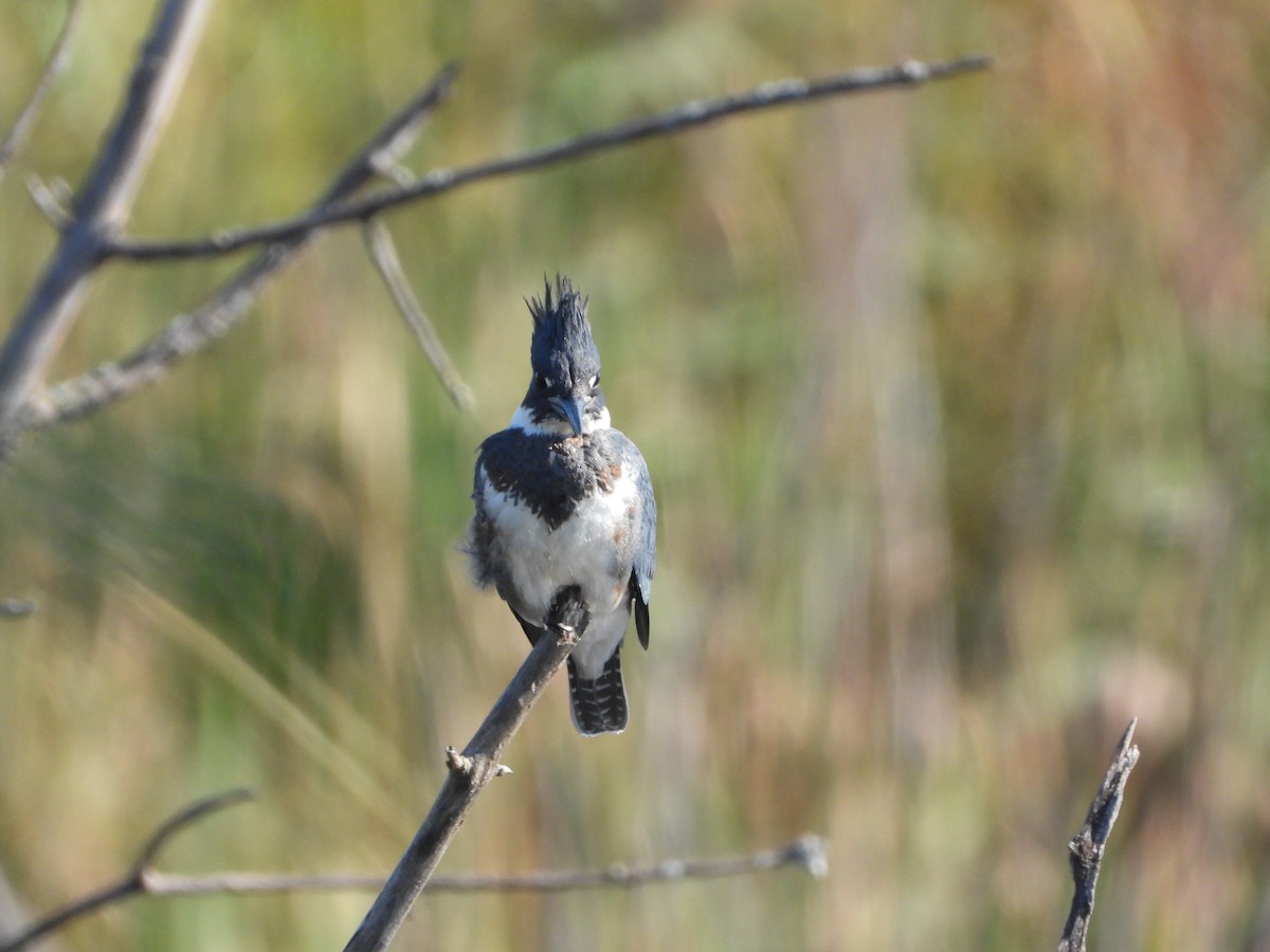 Belted Kingfisher - ML609229068