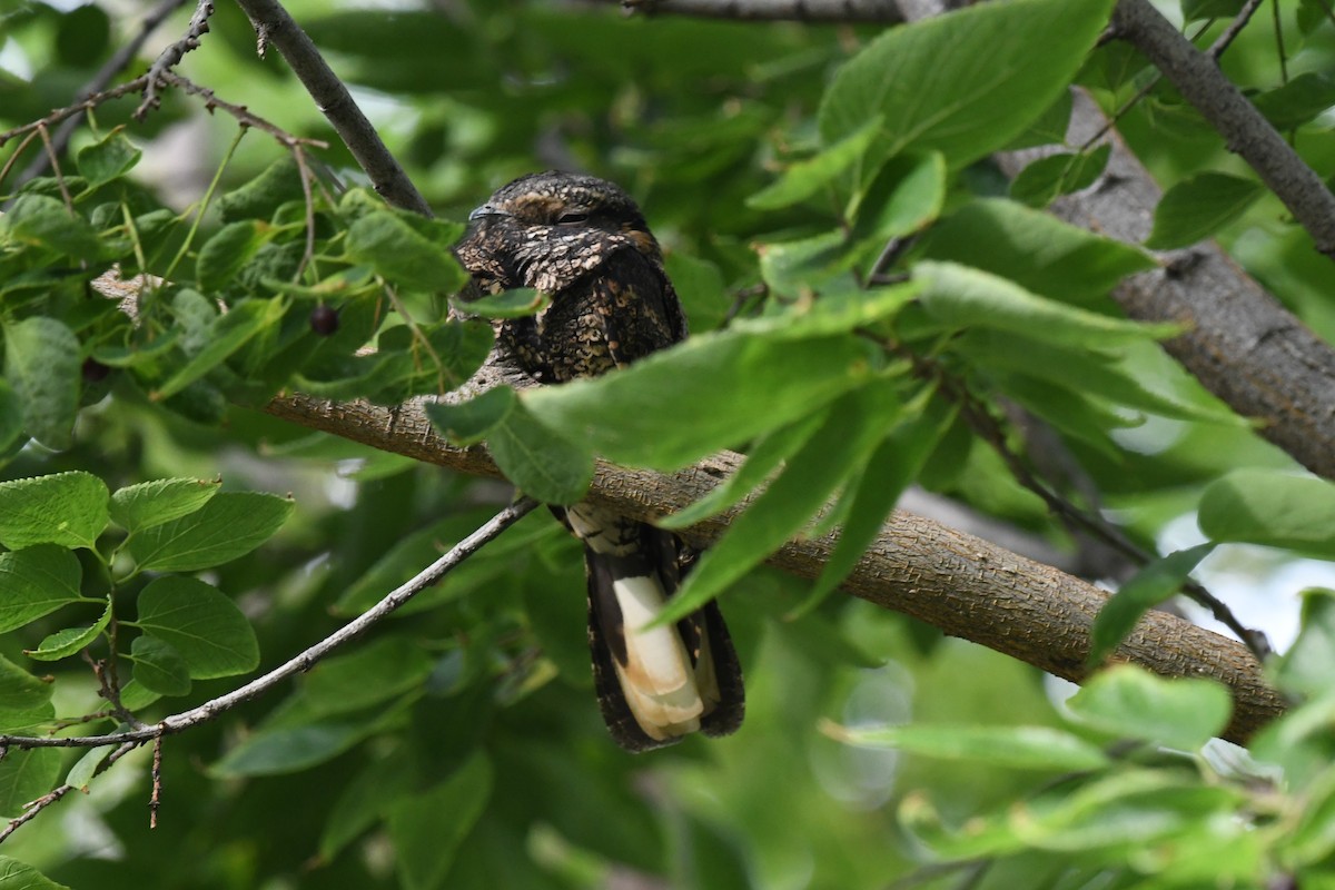 Eastern Whip-poor-will - ML609229099