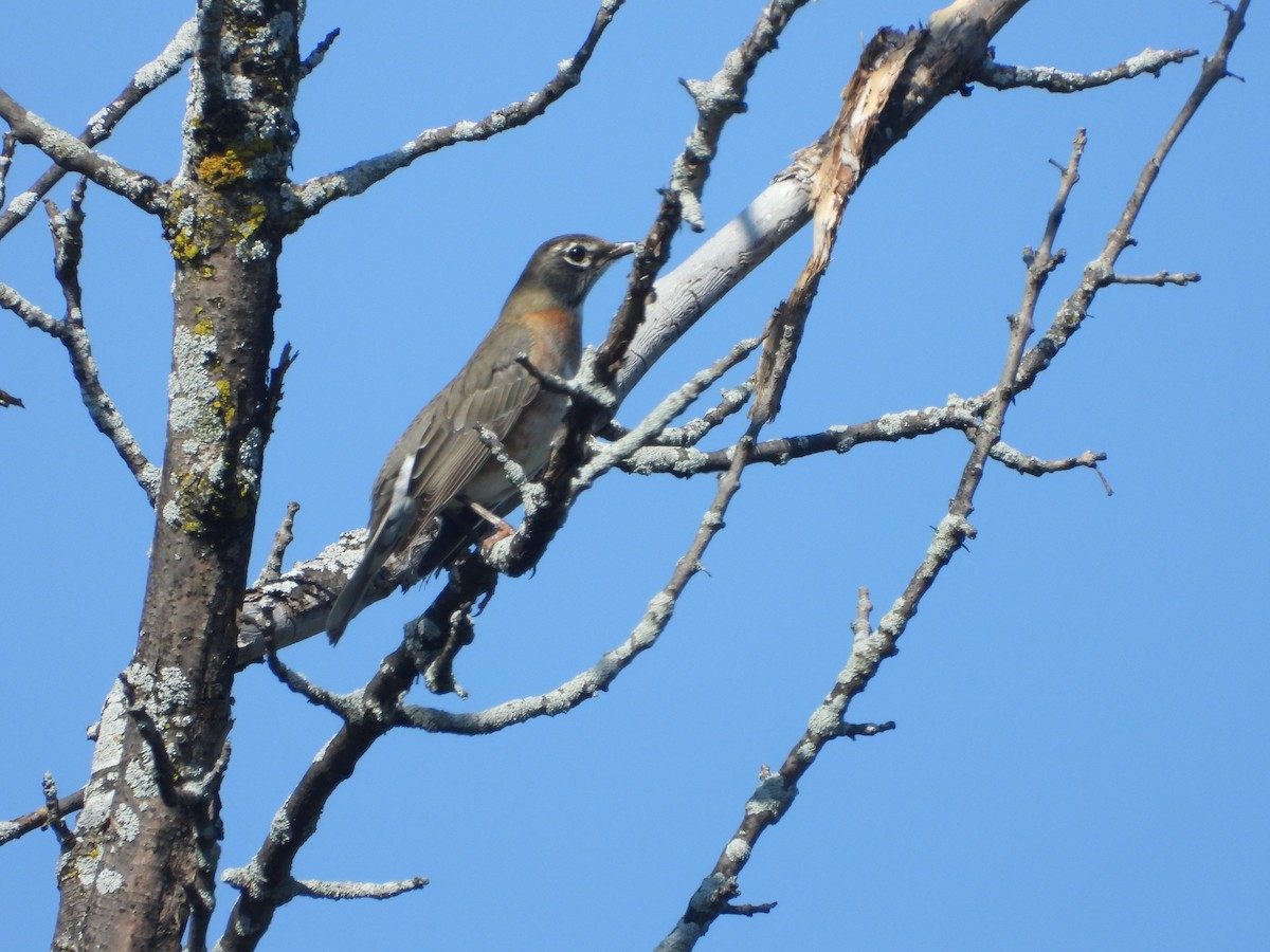 American Robin - Serge Benoit