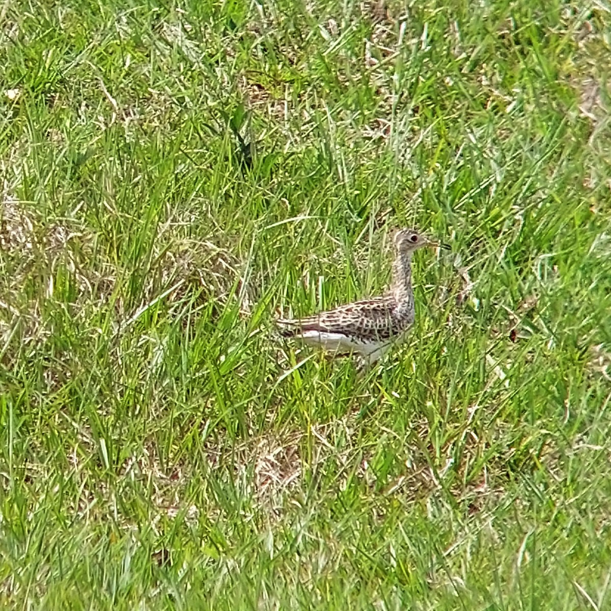 Upland Sandpiper - Marcelo da Rocha