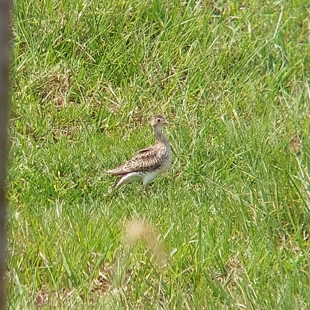 Upland Sandpiper - Marcelo da Rocha