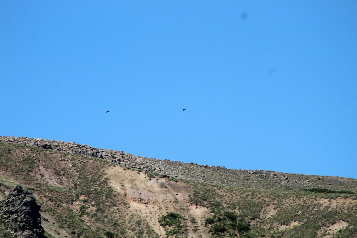 White-collared Swift - Lucas Quivira Flores