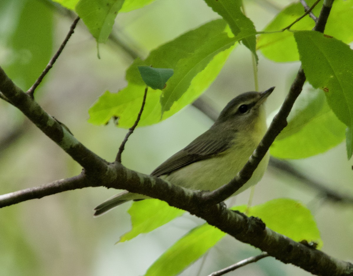 Vireo de Filadelfia - ML609229715