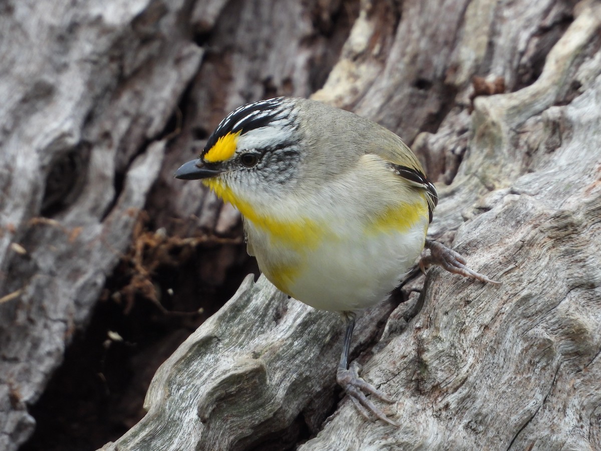 Striated Pardalote - ML609229826