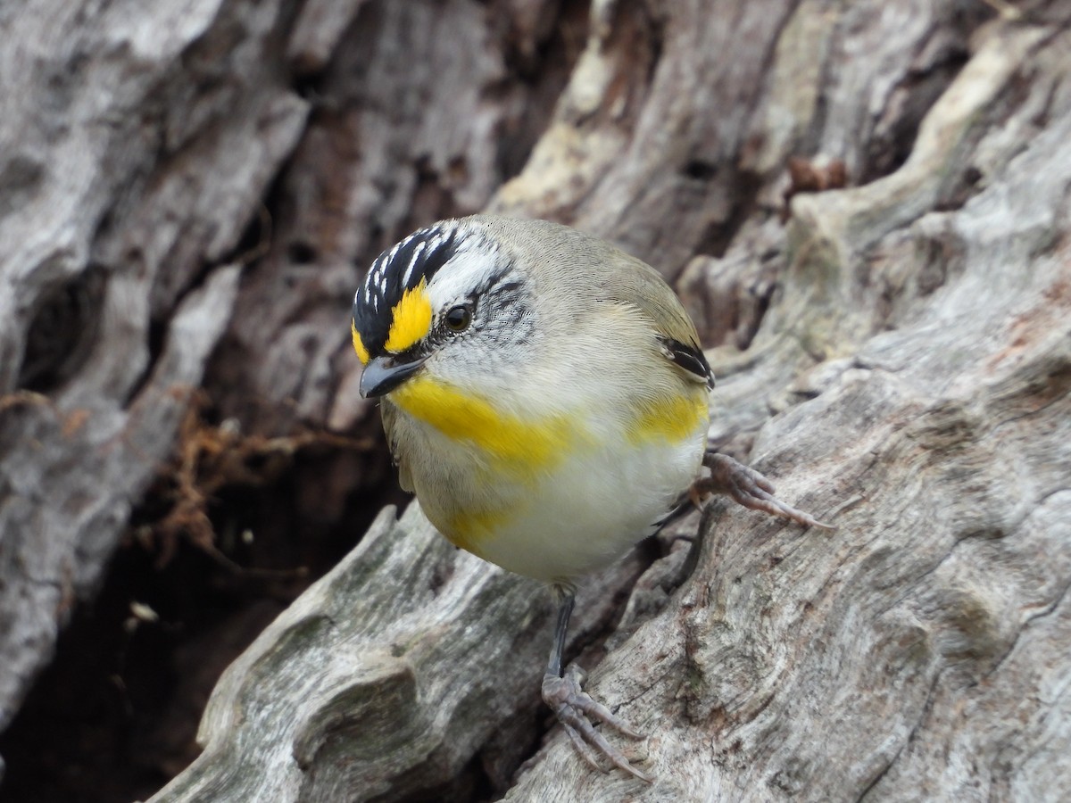 Striated Pardalote - ML609229873