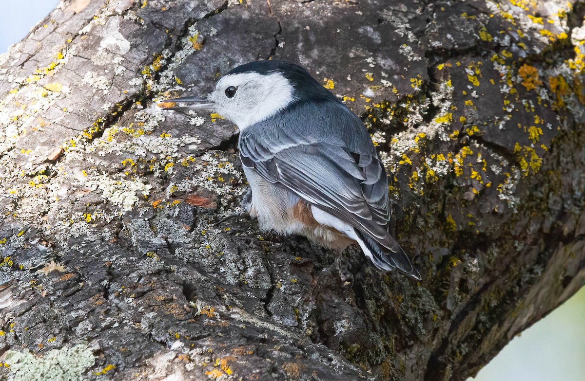 White-breasted Nuthatch - John Scharpen