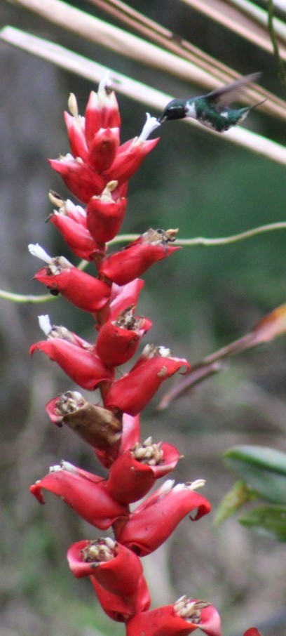 Colibrí de Mulsant - ML609229932