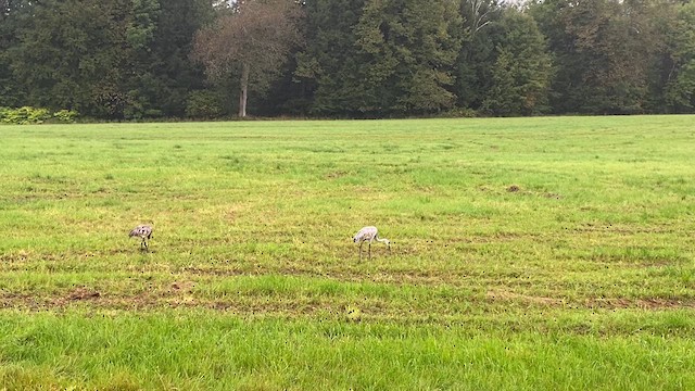 kanadatrane - ML609229942