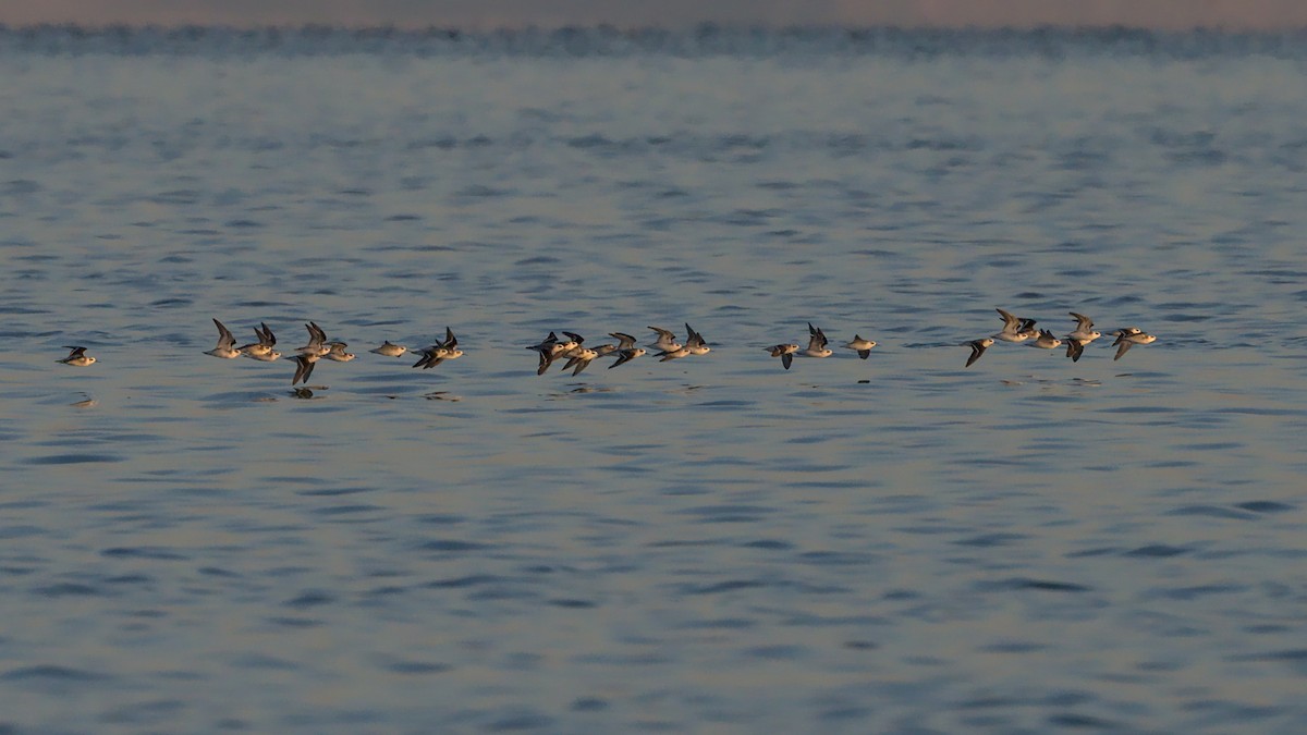 Red-necked Phalarope - Adam Zahm