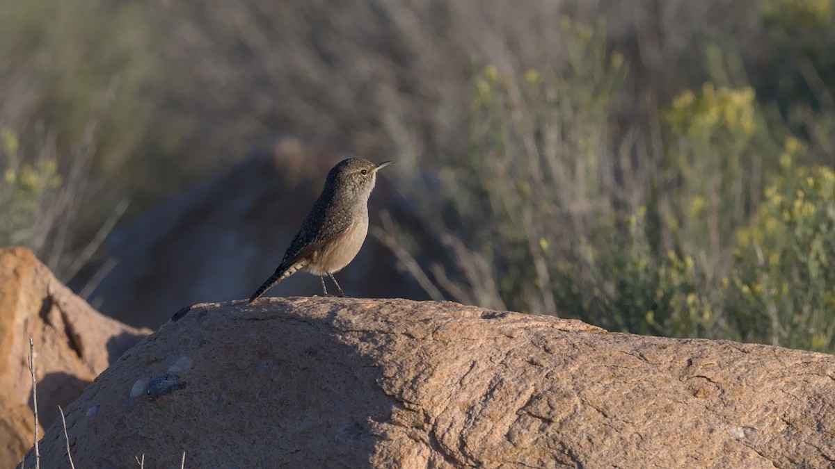 Rock Wren - ML609229986