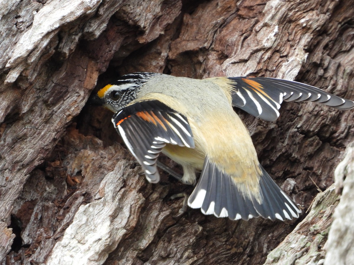 Striated Pardalote - ML609229994