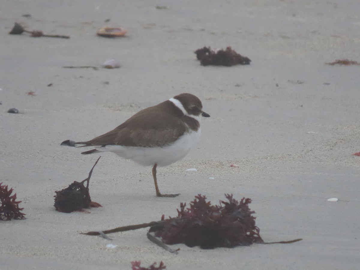 Semipalmated Plover - ML609230037