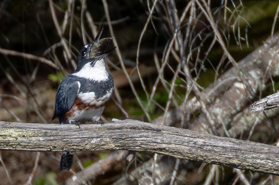 Belted Kingfisher - ML609230104