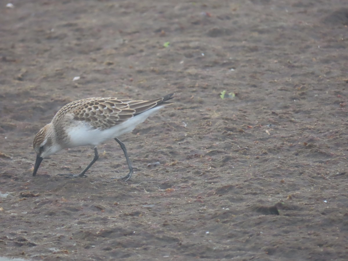 Semipalmated Sandpiper - ML609230105