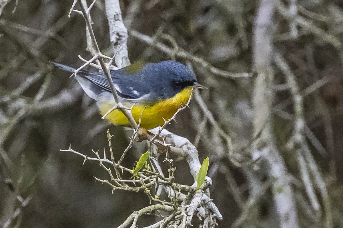 Tropical Parula - ML609230109