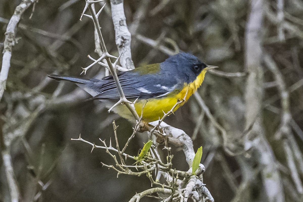 Tropical Parula - ML609230111