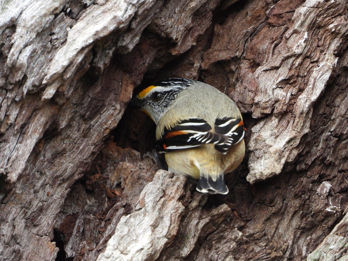 Striated Pardalote - ML609230124