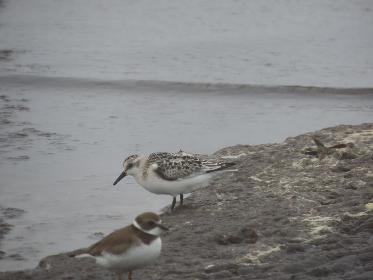 Sanderling - ML609230156