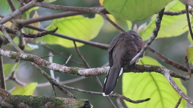 Cuclillo de Isla del Coco - ML609230165