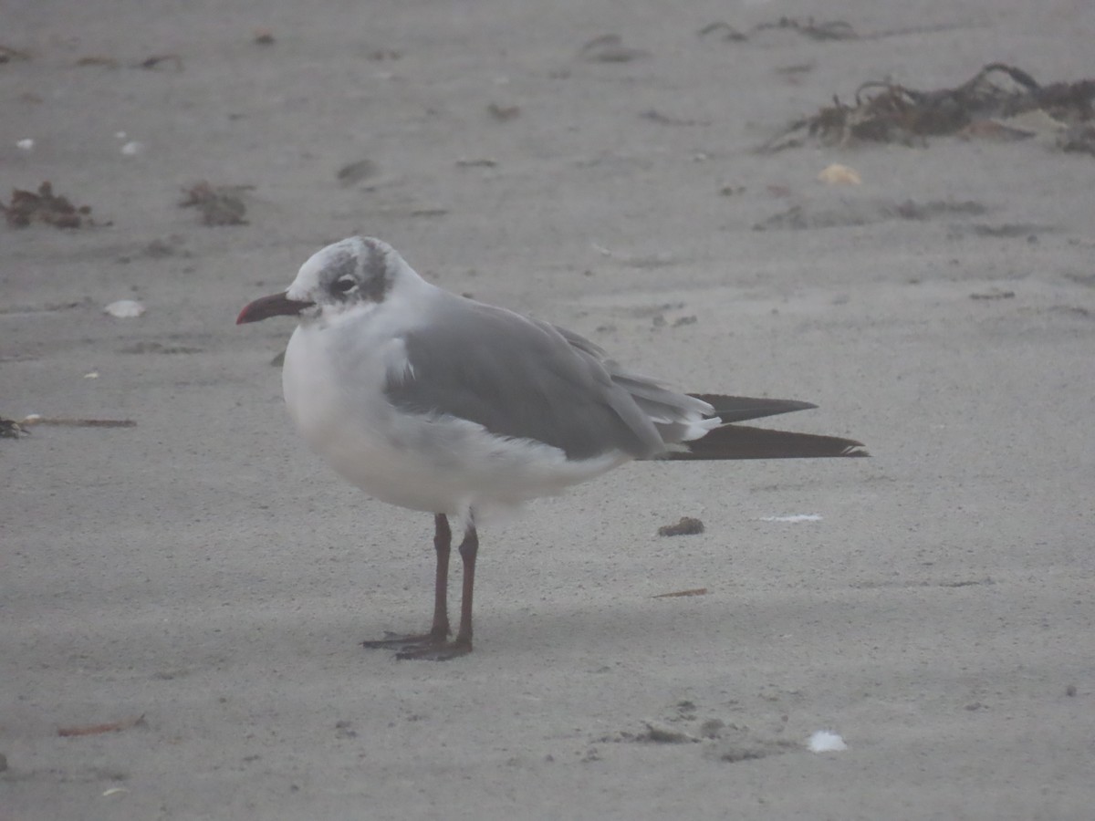 Bonaparte's Gull - ML609230177