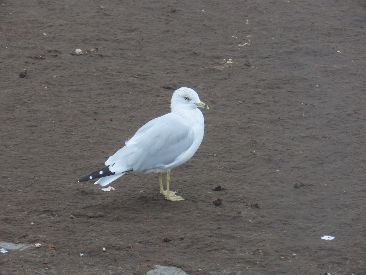 Ring-billed Gull - ML609230189