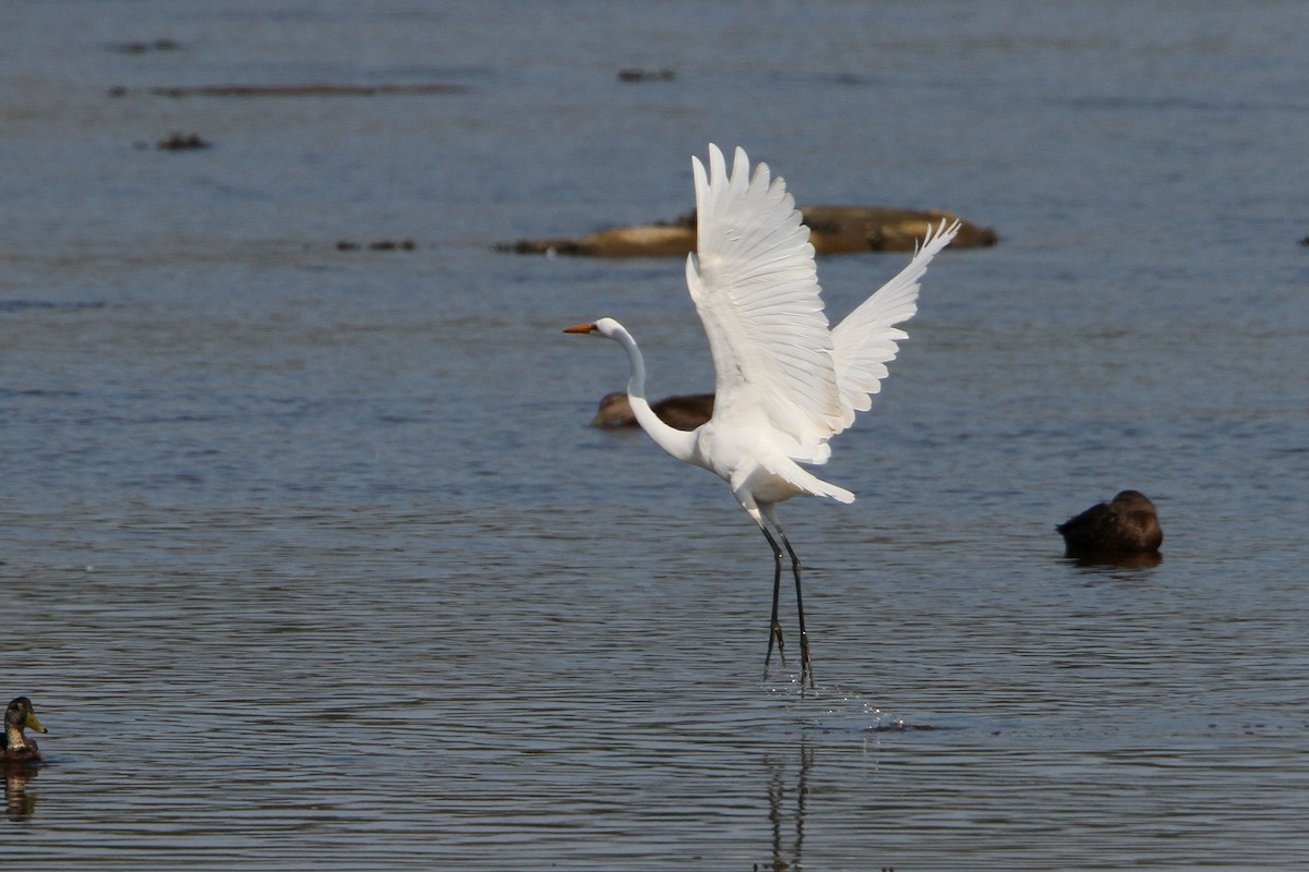 Great Egret - ML609230295